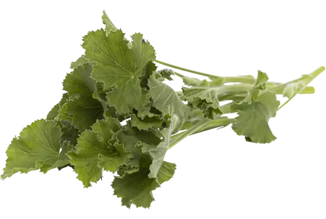 Feuille de géranium citron 25g pièce